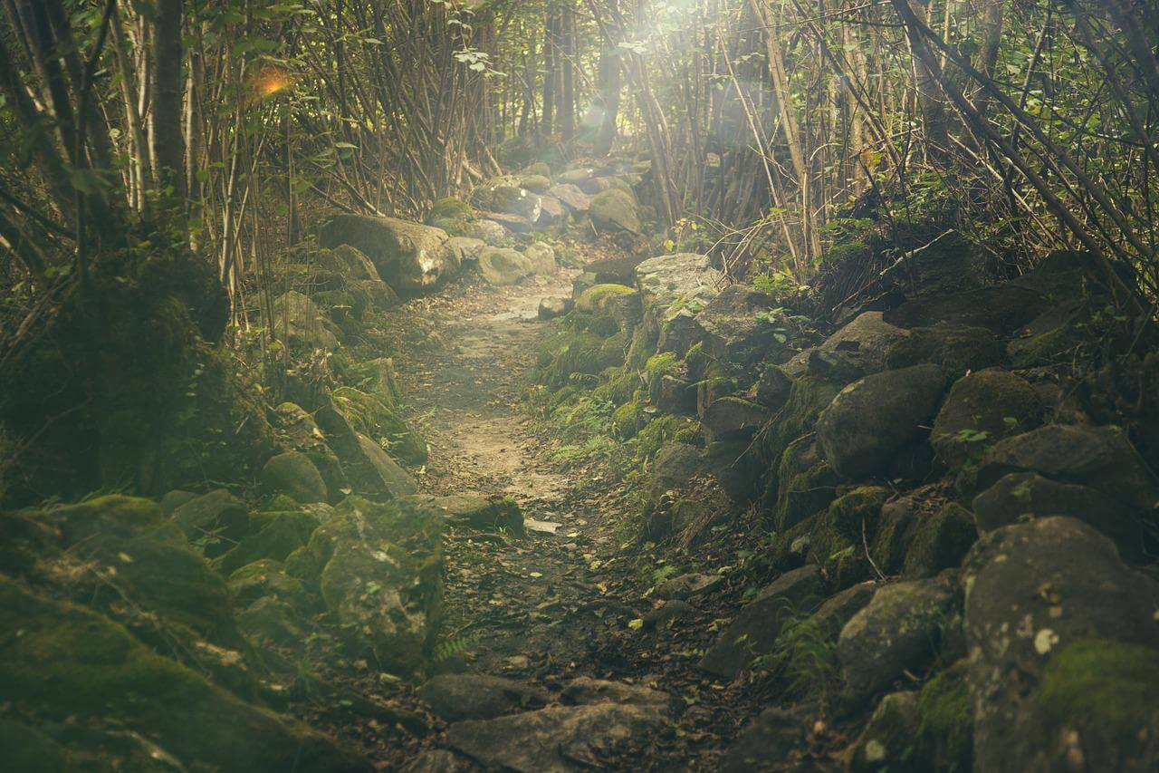 Ein Weg im Wald