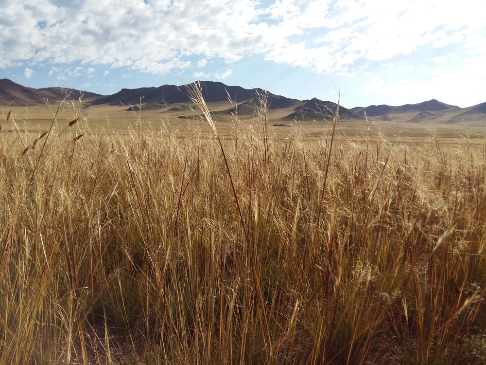 Gras