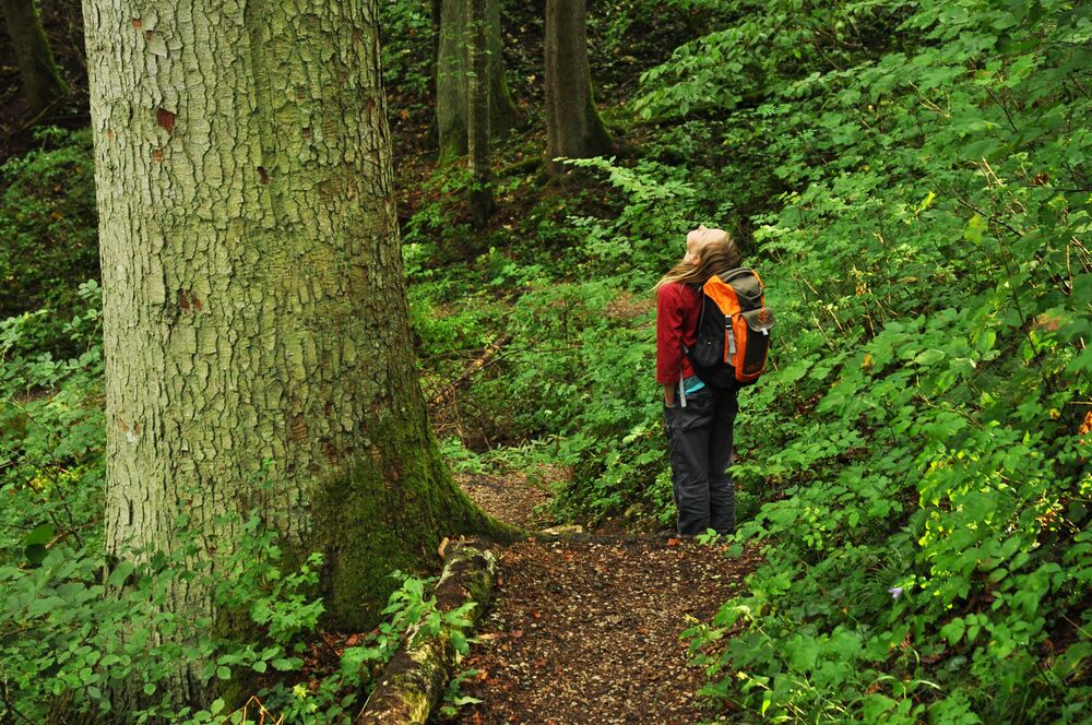 Wald