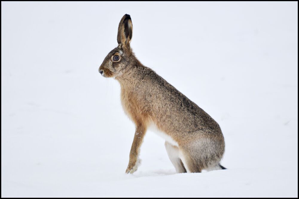 Hase