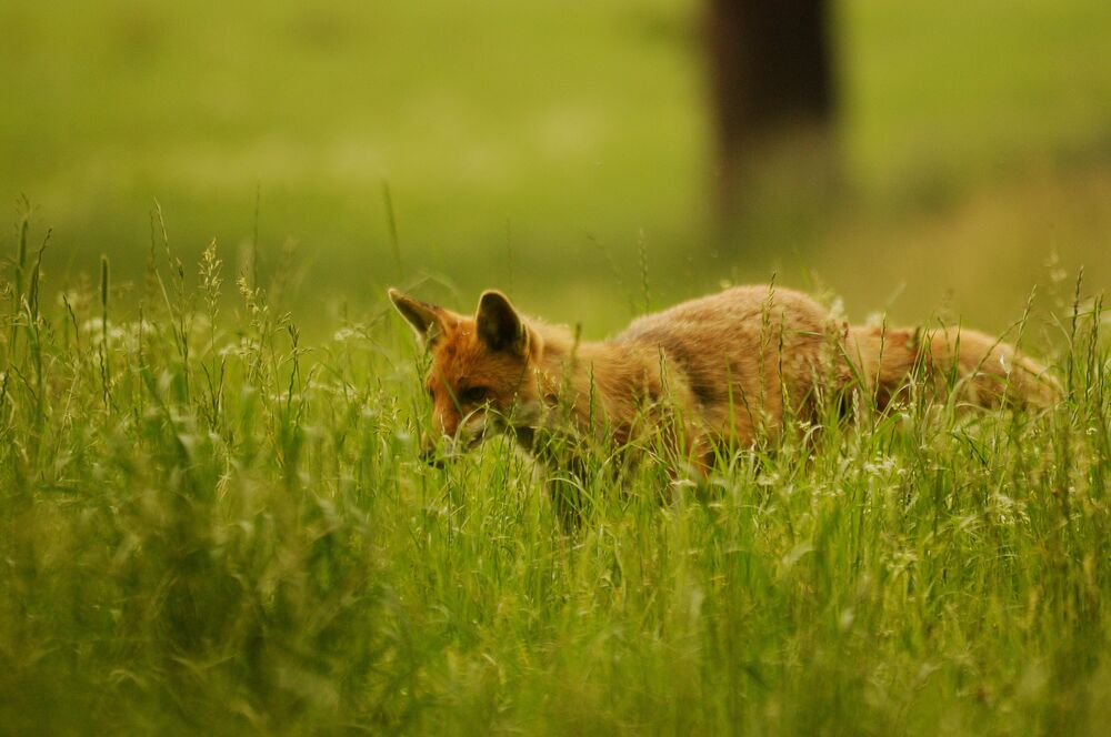 Fuchs
