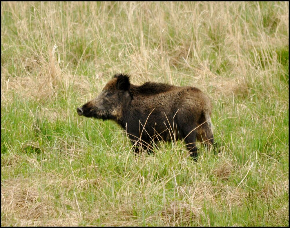 Wildschwein