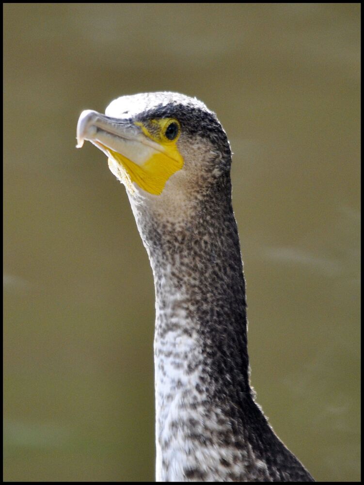 Kormoran