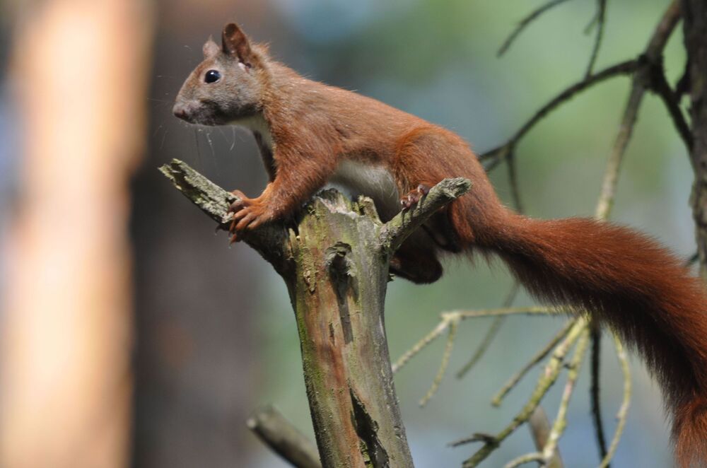 Eichhörnchen