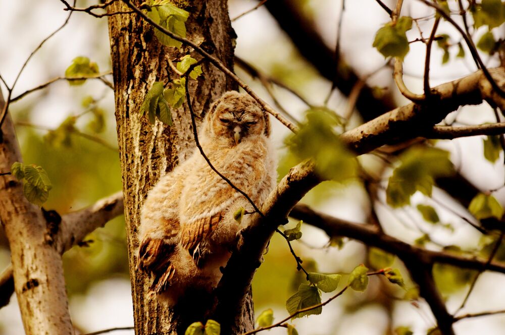 Jungvogel