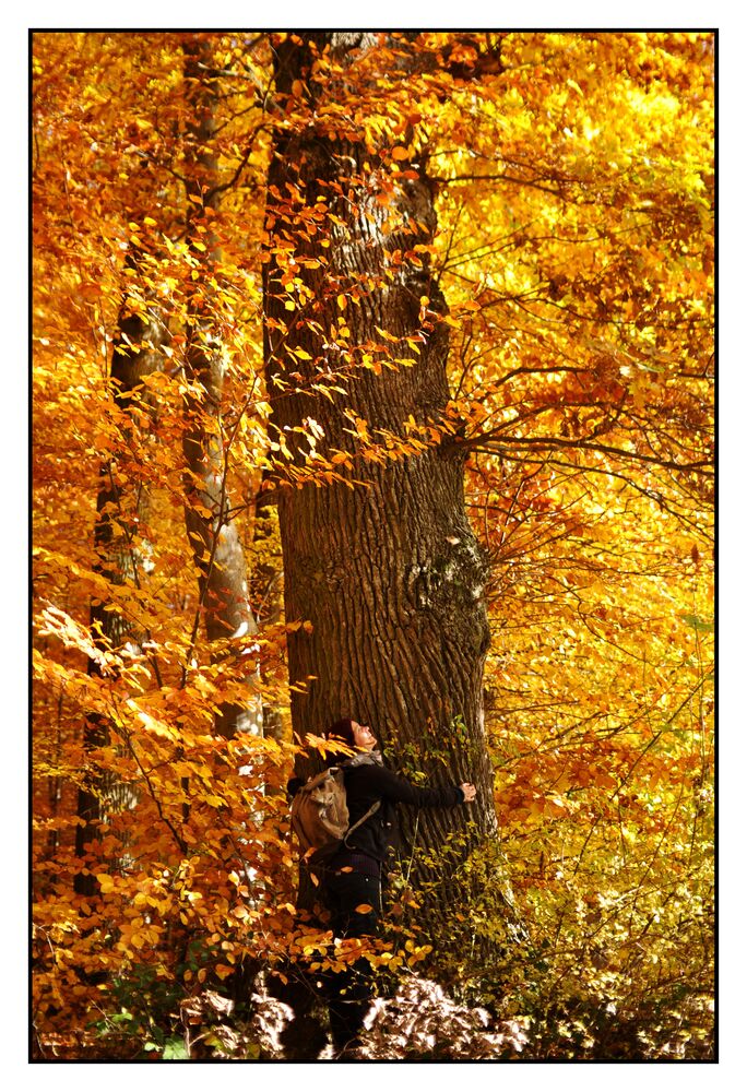 Baum